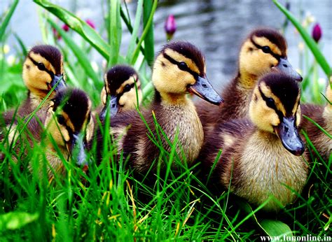 Duckling Wallpaper And Background Image 1600x1169 Id444384