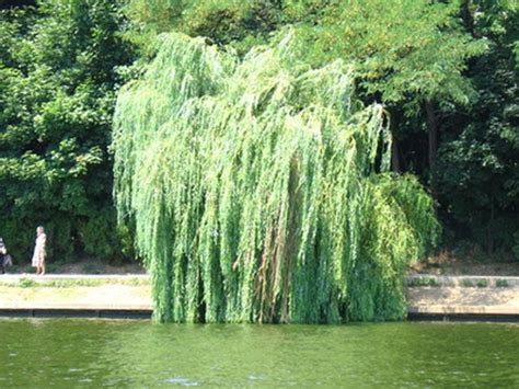 What Kind Of Bugs Attack Weeping Willow Trees Ehow