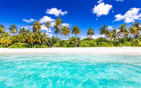 Blue Palm Tree Wallpaper Beach Seychelles Ocean Tropical Indian Palm