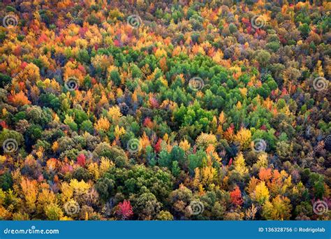 Autumn Season Background Aerial View Of Maple Trees Changing Color