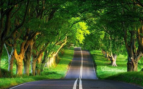 Download Beautiful Nature Photography Forest Road Wallpaper