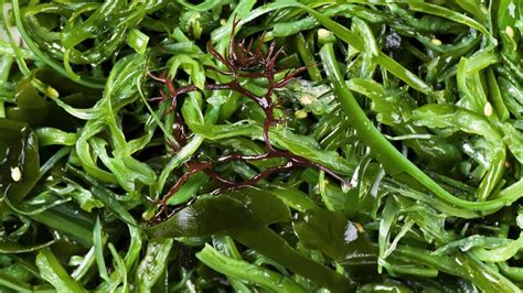 Seaweed Superfoods Food Matters