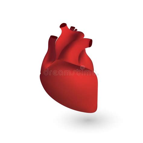 Human Heart Anatomy Stock Vector Illustration Of Icon 136002064