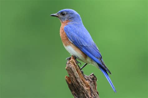 Bluebirds Nesting In Your Yard Blains Farm And Fleet Blog
