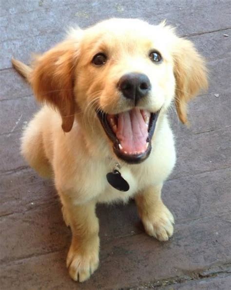 Cute Happy Puppy