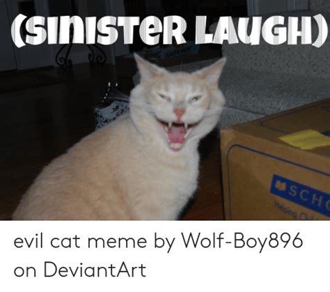 16 Cat Memes Laughing Factory Memes