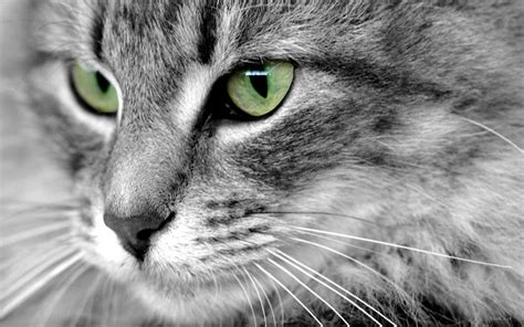 Beautiful Eyes Cats Wallpaper 16249944 Fanpop