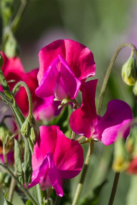 Play with friends and see who can get the highest score! Easton Walled Gardens Sweet Pea Week 2017 - Lincolnshire Live