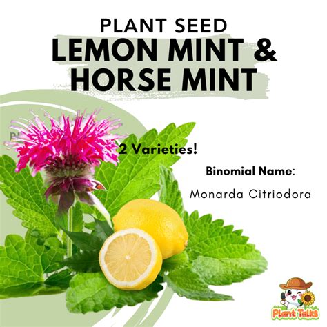 Plant Talks Lemon Mint Seed And Horsemint Aka Lemon Bee Balm Seed