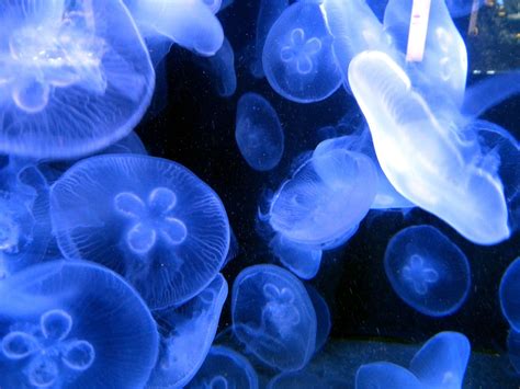 Free Images Ocean Petal Swim Jellyfish Blue Sea Animal Coral