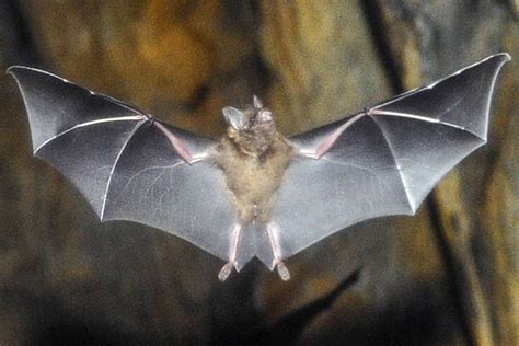 Sebas Short Tailed Bat The Maryland Zoo