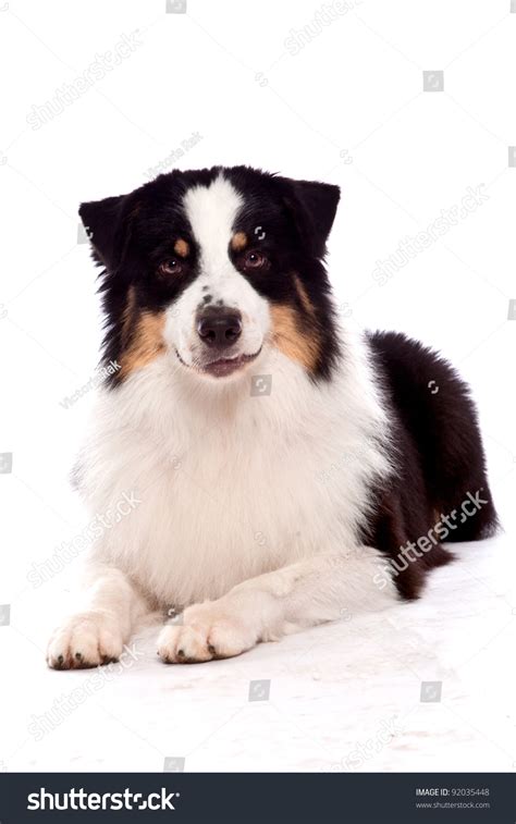 Australian Shepherd Dog Laying Down Looking At The Camera With A Grin