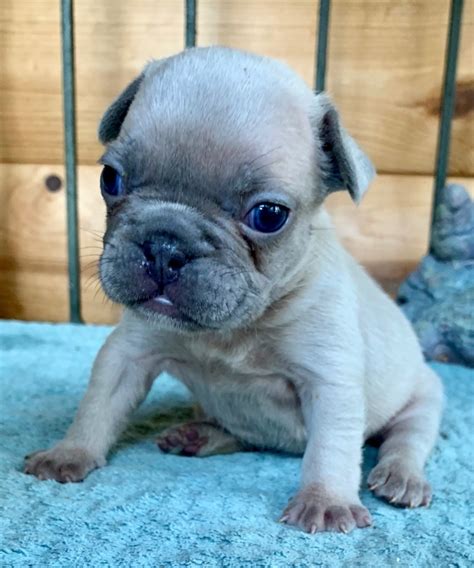 If you work at home, the having your heart set on a fawn female is a recipe for disappointment when the litter contains only cream and brindle males. SOLD-Liza Lilac Fawn Female French Bulldog - The French ...
