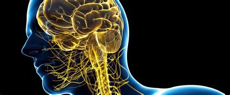Entendiendo Al Cerebro Sistema Nervioso Central Dacer Centro De