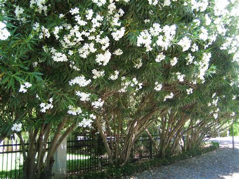 Use The Oleander So Our Neighbors Cant See Over The Fence Description From I