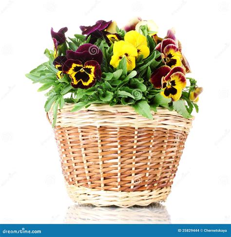 Beautiful Violet Pansies In Basket Stock Photo Image Of Bright Pansy