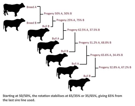 Cross Breeding Systems For Beef Cattle