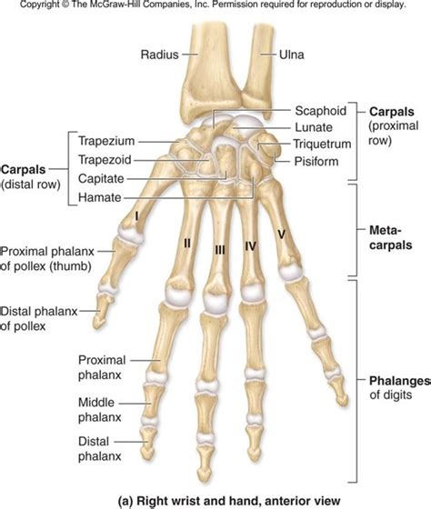 Metacarpals Bones Diagram Quizlet
