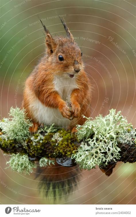 Red Squirrel A Royalty Free Stock Photo From Photocase