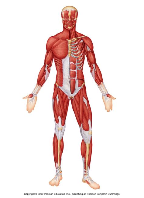 The Amazing Muscular System
