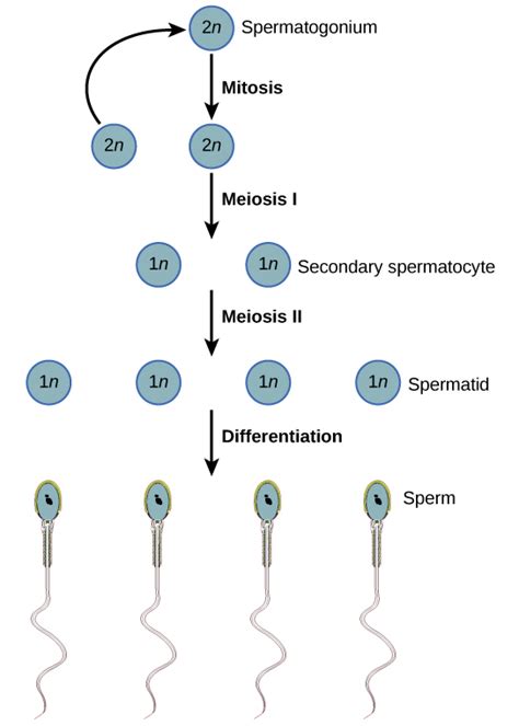 Gametogenesis In Human Spermatogenesis And Oogenesis Online Biology Notes