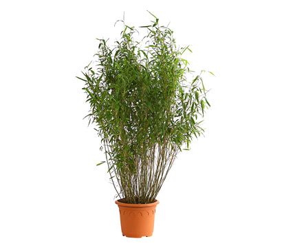 Check spelling or type a new query. Schirm-Bambus 'Jumbo' : Dehner Garten Center