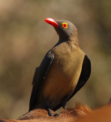 Red Billed Oxpecker Kruger National Park South Africa Ana Silva