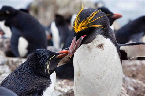 Macaroni And Rockhopper Penguins Together Rockhopper Penguin Macaroni