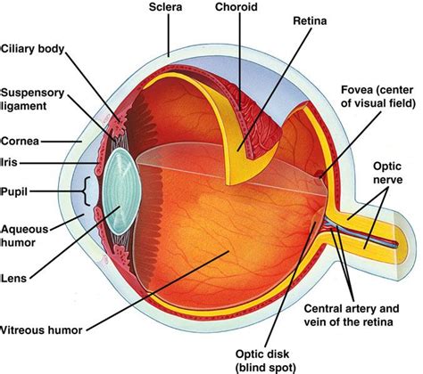Human Eye Medical Anatomy Basic Anatomy And Physiology Eye Anatomy