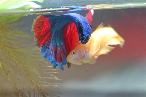 How to condition bettas for breeding. Breeding Betta Fish: From Selecting a Pair to Raising the ...