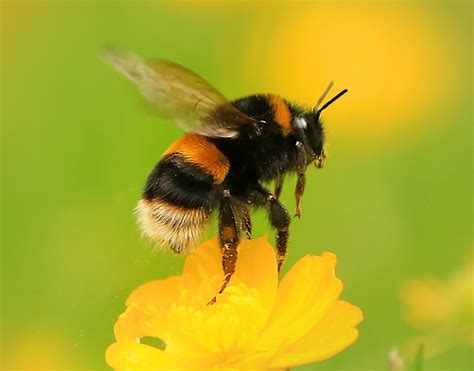 How To Identify Bumblebees The Wildlife Trusts