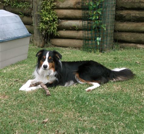 A sleek coat and a coarse coat. I love the tri color! | Collie puppies, Border collie dog