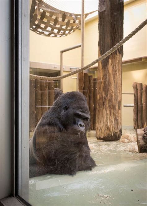 The Most Depressing Zoo Animals Ever 16 Pics