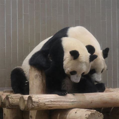 下に何かいるの⁇ Panda Love Panda Bear Black Bear Brown Bear Ueno Zoo