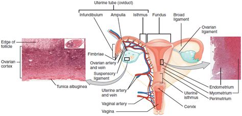 Anatomy And Physiology Of The Female Reproductive System · Anatomy And