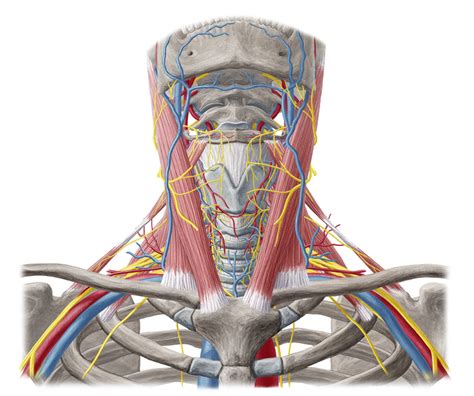 Neurovasculature Of Head And Neck Anatomy Study Guide Kenhub