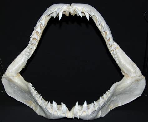 Massive Shortfin Mako Shark Jaw Hugemako Fossils
