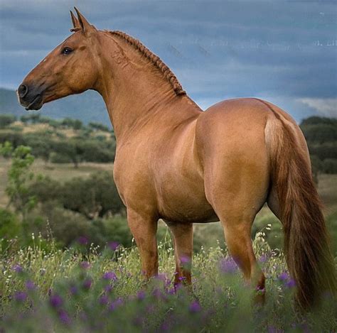 Lusitano Stallion A Rare Red Dun In A Breed With Few Chestnuts And