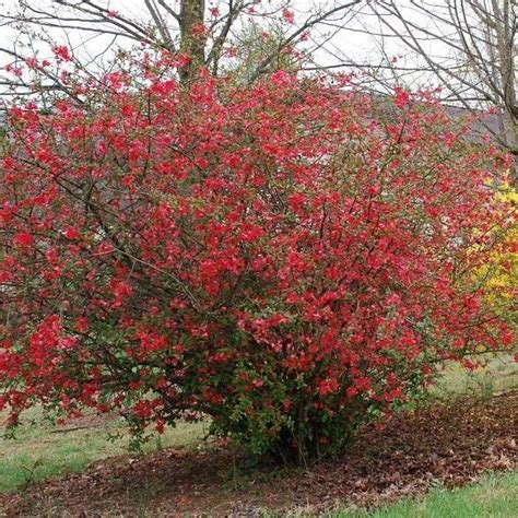Red Flowering Quince — Plantingtree