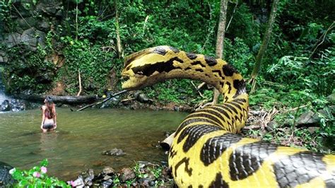 Enormous 30 Foot Snake Discovered In Amazon Jungle Leaves Experts Stunned