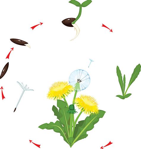 Dandelion Plant Life Cycle