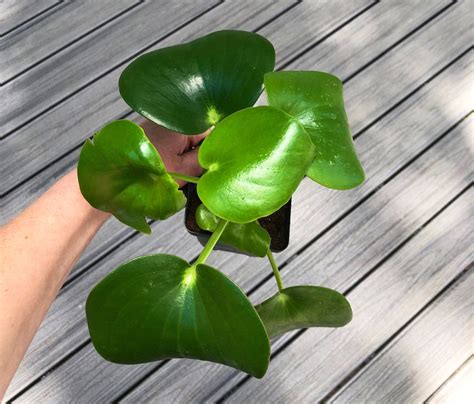 Raindrop Peperomia Rare Live Plant Fully Rooted 4 Pot Etsy