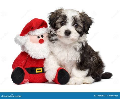 Cute Havanese Puppy Dog With A Santa Plush Toy Stock Image Image Of