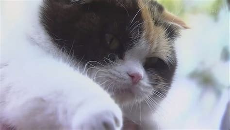 Mysteries of detective cat holmes format: Mikeneko Holmes no Suiri ~ Blognya Yong ji