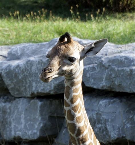 Giraffes Kivuli And Jabari Are The Parents To A Newborn Fe Flickr