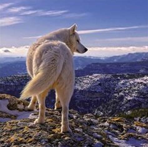 ×♥× Wolves Hidden Beauties ×♥× Peace Love And Joy To My All Dear Wolves
