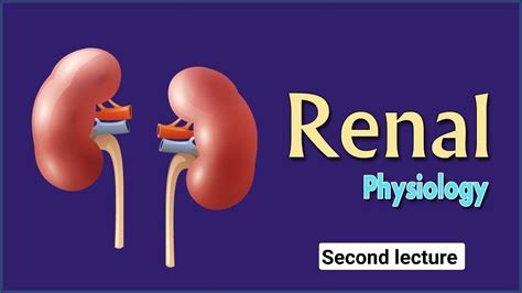 Lecture Two Renal Physiology Youtube