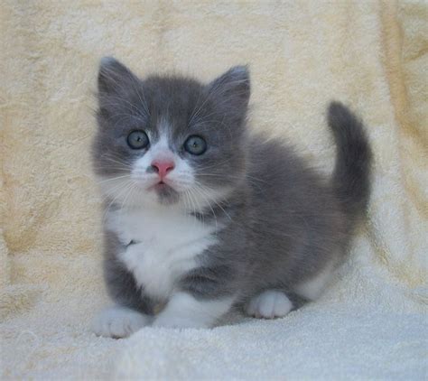 Munchkin Kittens For Sale Adoption From Mackay South