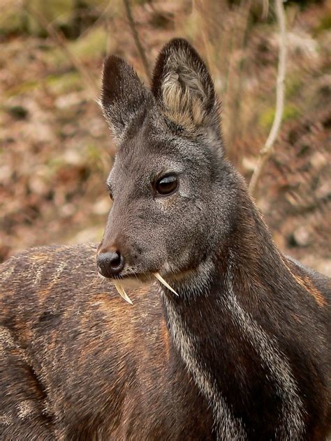The Vampire Deer Is A Nickname For A Kashmir Musk Deer Long Thought