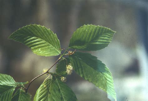 Fagus Grandifolia American Beech Go Botany